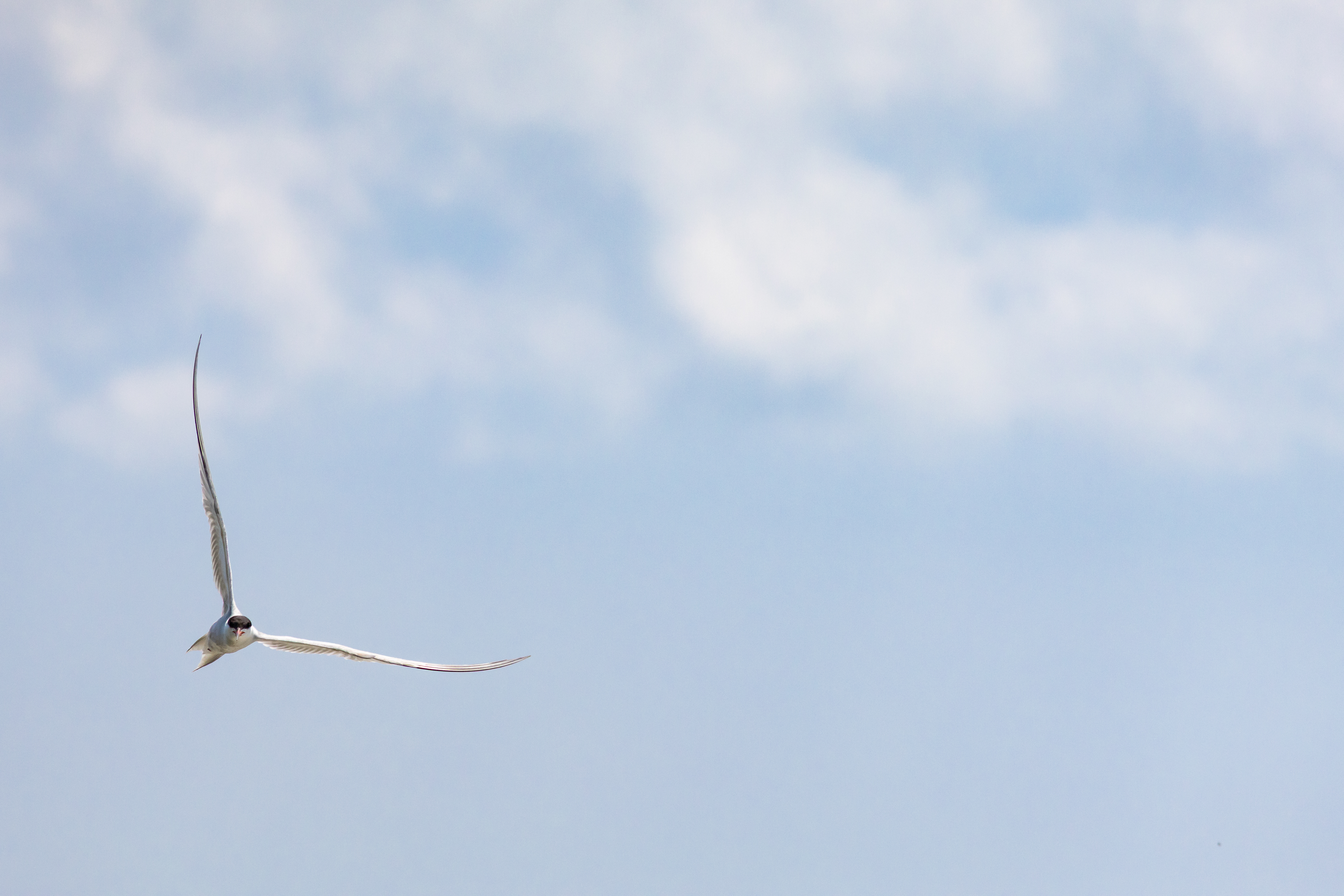 Offene Weite, Himmel und ein einsamer Vogel, für Transformation, Führung & Organisationsentwicklung