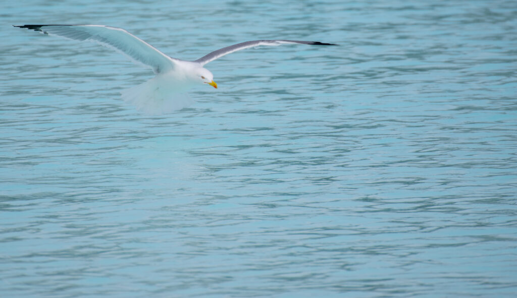 Bild von einer Möwe auf offener See, für Freiheit und Klarheit. Arlett Hesse